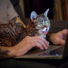 Lil Bub - a one-of-a-kind cat?